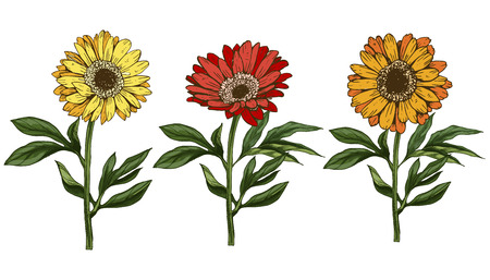 Three hand drawn yellow and red daisy flower with stem and leaves isolated on white background. Botanical vectorのイラスト素材