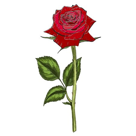 Hand drawn red rose flower isolated on white background. Botanical vectorのイラスト素材