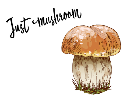 Mushroom orange cap boletus isolated on white background. Vectorのイラスト素材