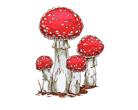 Family of fly agaric mushrooms isolated on white background. Vectorのイラスト素材