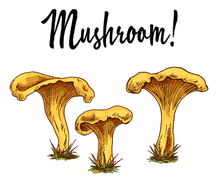 Mushroom chanterelles isolated oisolated on white background. Vectorのイラスト素材