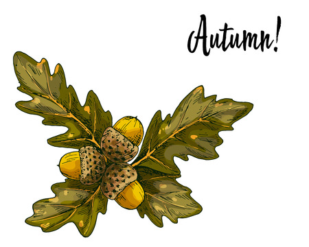 Oak leaves and acorns isolated on white background. Vectorのイラスト素材