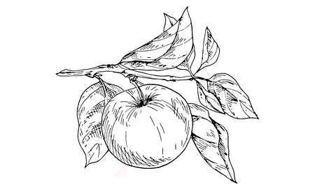 Contoured apple on a branch with leaves. Vector Illustrationのイラスト素材
