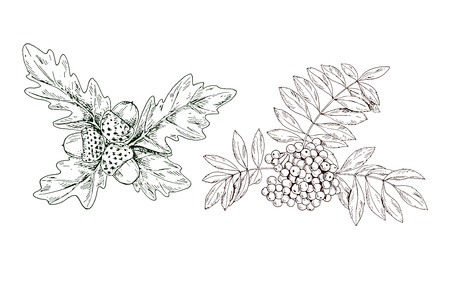Hand-drawn contour rowan branch with red berries and oak leaves and acorns. Vector Illustrationのイラスト素材