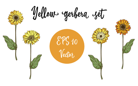 Gerbera daisy yellow flowers and green leaves on white illustration.のイラスト素材