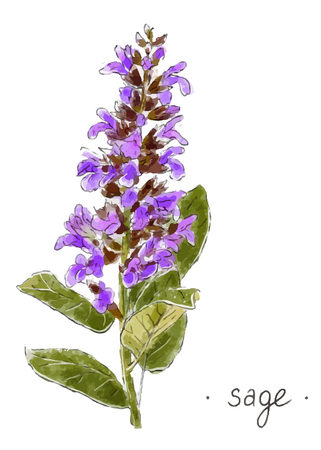 Wild plant sage hand drawn in color herbal vector illustration.のイラスト素材