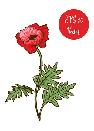 Single red poppy flower vector illustration, beautiful red poppy on long stem isolated on white backgroundのイラスト素材