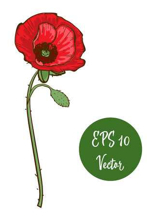 Single red poppy flower vector illustration, beautiful red poppy on long stem isolated on white background.のイラスト素材