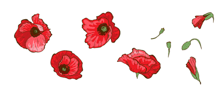 Red poppies isolated on white background. Buds and flowers or Floral vector.のイラスト素材
