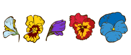 Colorful pansies flowers isolated on white background Floral vectorのイラスト素材