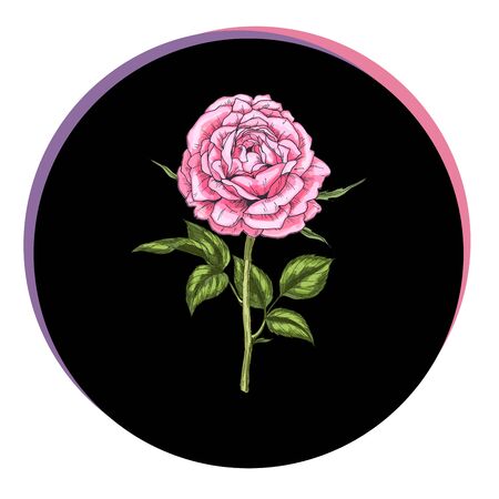Beautiful rose flower in a black circle. Floral vectorのイラスト素材