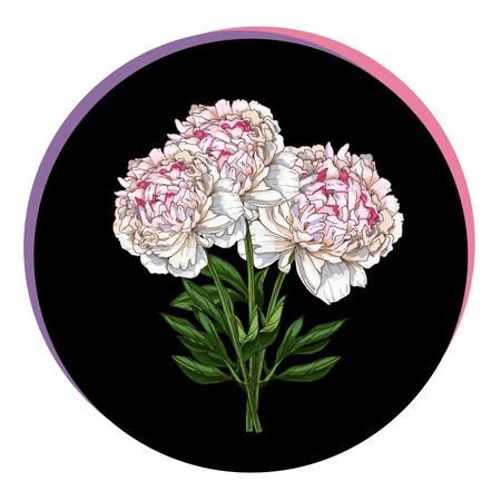 Three beautiful peony flower in a black circle. Floral vector illustration.のイラスト素材