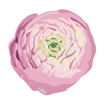 Hand drawn beautiful gentle pink peony bud on white. Elegance flower closeup. Botanical vector for banner, card, invitation, textile, fabric, wrapping paperのイラスト素材