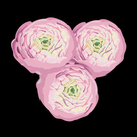 Hand drawn beautiful gentle pink peony buds on black. Elegance flowers closeup. Botanical vector for banner, card, invitation, textile, fabric, wrapping paperのイラスト素材