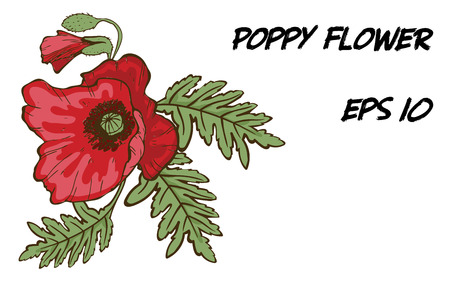 Hand-drawn illustration of red poppy flower isolated on white background. A large bud with green leaves. Botanical floral elements for your design.のイラスト素材