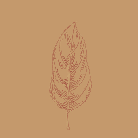 Hand drawn leaf outline. Autumn leaf in line art style isolated on brown backgroundのイラスト素材