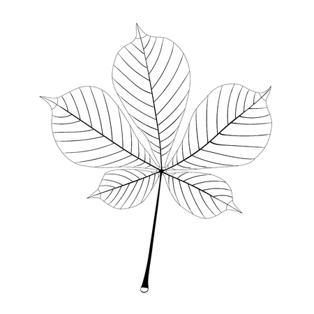 Contour chestnut leaf isolated on a white background. Autumn element for your design. Monochrome vector illustrationのイラスト素材