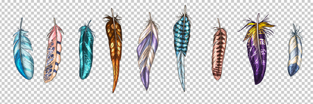 Colorful detailed bird feathers, isolated on a transparent background. A set of beautiful bird plumage. Vector illustrationのイラスト素材