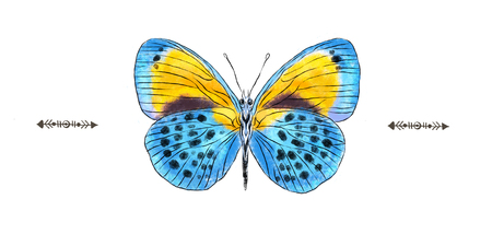 Beautiful hand drawn realistic blue and yellow butterfly isolated on a white background. Insect...
