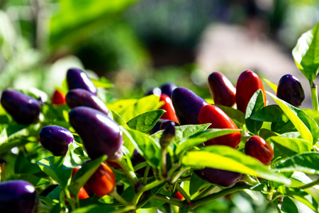 Plant Capsicum annuum - Chilli Pepper 'Prairie Fire'の写真素材