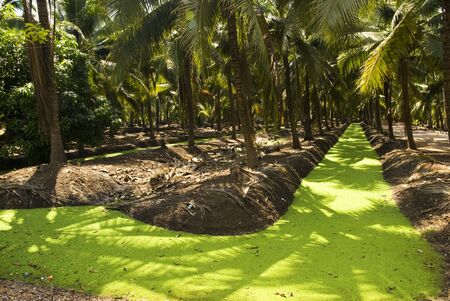 Coconut gardenの写真素材