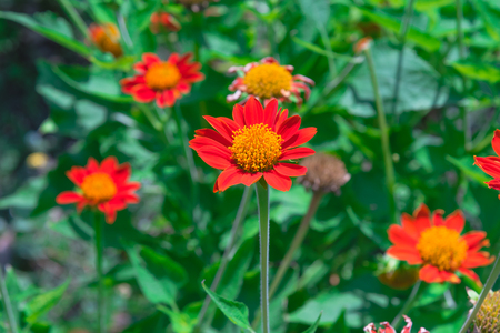 Red Flower with Yellow Pollen Close up flower in thailandの写真素材
