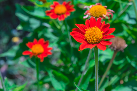 Red Flower with Yellow Pollen Close up flower in thailandの写真素材