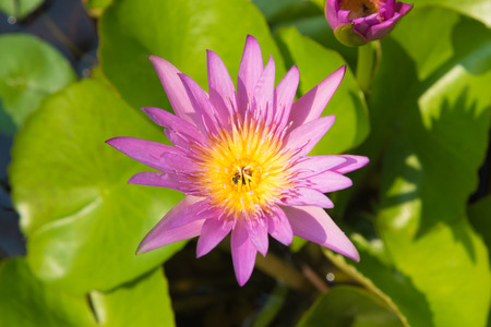Purple lotus flower yellow pollen and has a bug in pollenの写真素材
