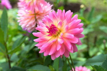 Single Beautiful Soft Pink Dahlia Flower Backgroundの写真素材