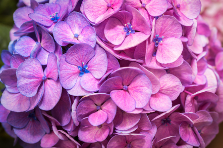 Beautiful Hydrangea Flowers Pink and Purple background textureの写真素材