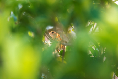 small lizard hiding body behind green leaf backgroundの写真素材