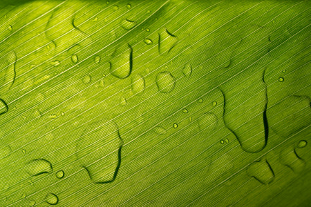 Abstract Wet Green Surface Leaf with drop Rain Background low keyの写真素材