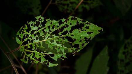 Decay green Leaf cause worm eat with copy spaceの写真素材