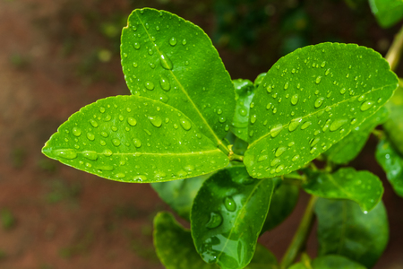 Macro green leaf with drop rain water.Rainy Seasonの写真素材