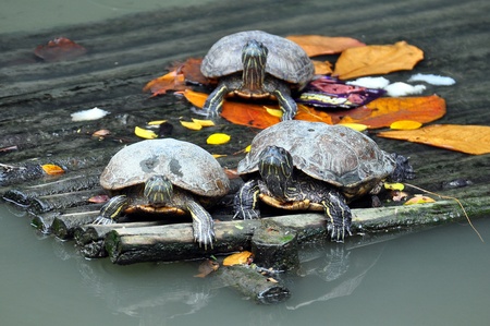 Turtles on the dockの写真素材