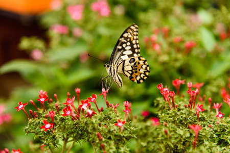 Butterfly with red flower in gardenの写真素材