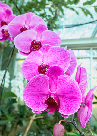 Beautiful pink orchid flower on nature backgroundの写真素材