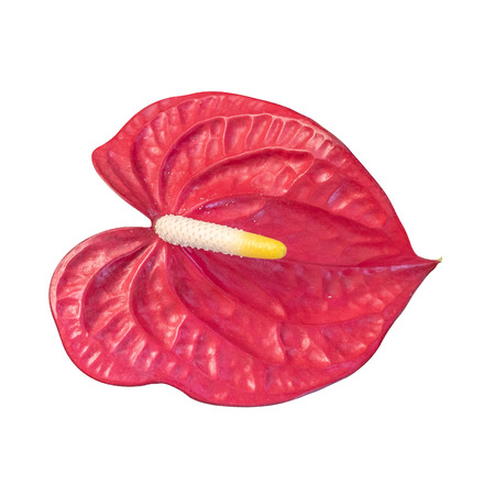 Pigtail Anthurium, Flamingo flower isolated on white  withの写真素材