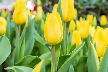 Beautiful yellow tulip flower in gardenの写真素材
