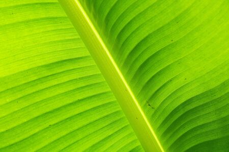 Close Up Banana Leaf, Green Leaf Texture Backgroundの写真素材