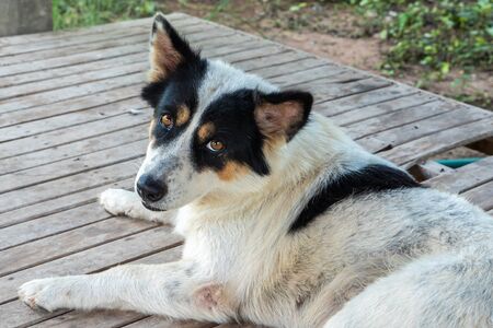 A Dirty Dog Laying Down and Looking at The Camera, Portrait of a Dogの写真素材
