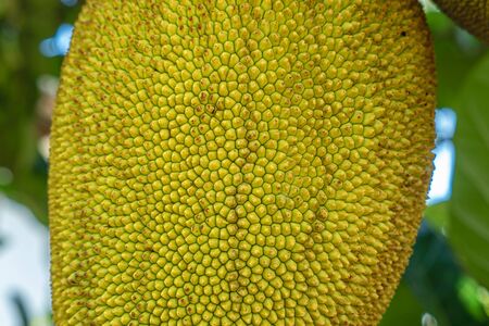 Close Up Fresh Green Jackfruit Texture Background