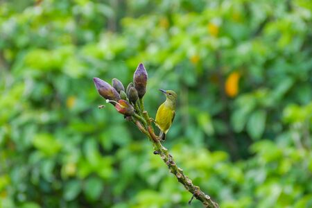 Female brown-throated sunbird perching on tree branchの写真素材