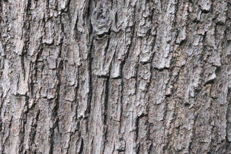 Old wood skin textures