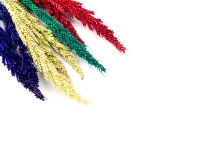 Colorful flower on white backgroundsの写真素材