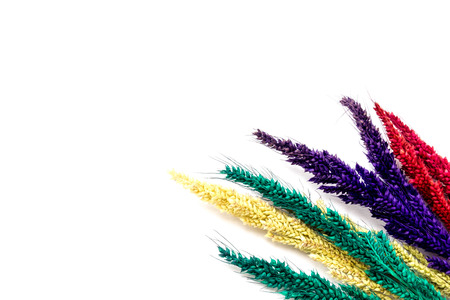 Colorful flower on white backgroundsの写真素材