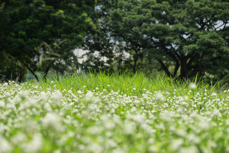 Green meadow backgroundの写真素材