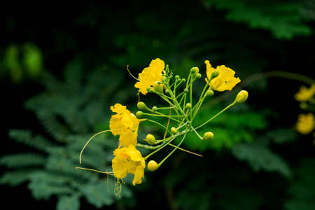 Beautiful yellow flower in gardenの写真素材