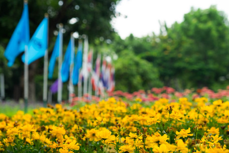 Beautiful yellow flower field among natureの写真素材