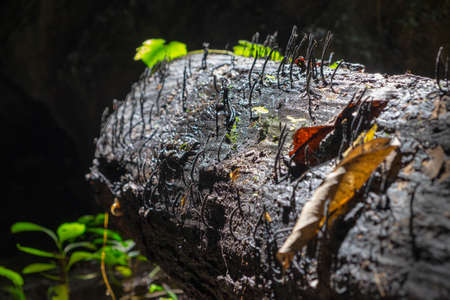 old log in deep forestの写真素材